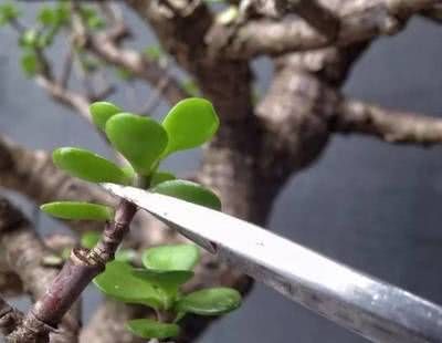 养10年的“马齿笕树”，变成老桩盆景“最值钱”，养护方法简单