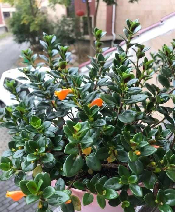 养护小知识：金鱼吊兰该如何养才能开花？明白这些，轻松养护！