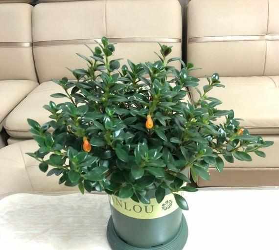 养护小知识：金鱼吊兰该如何养才能开花？明白这些，轻松养护！