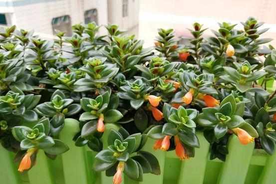 养护小知识：金鱼吊兰该如何养才能开花？明白这些，轻松养护！