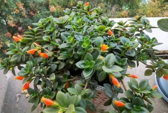 养护小知识：金鱼吊兰该如何养才能开花？明白这些，轻松养护！
