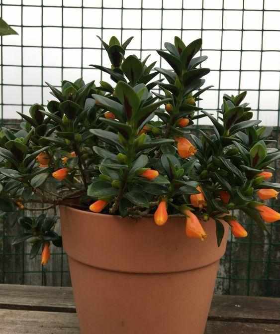 养护小知识：金鱼吊兰该如何养才能开花？明白这些，轻松养护！