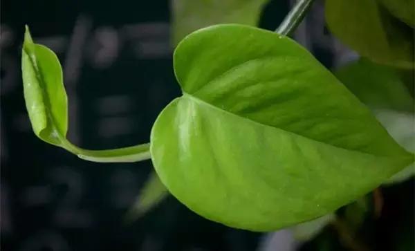 你的绿萝长的慢？教你绿萝瀑布的正确养护方法！