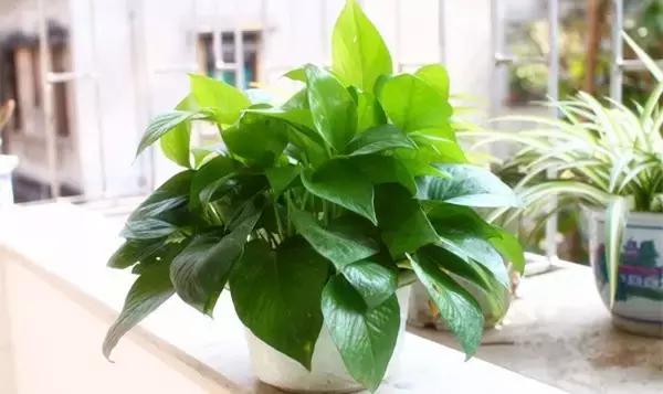 你的绿萝长的慢？教你绿萝瀑布的正确养护方法！