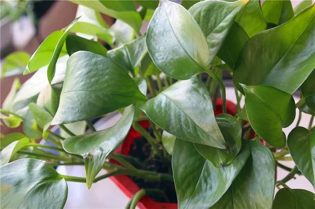 你的绿萝长的慢？教你绿萝瀑布的正确养护方法！