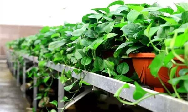 你的绿萝长的慢？教你绿萝瀑布的正确养护方法！