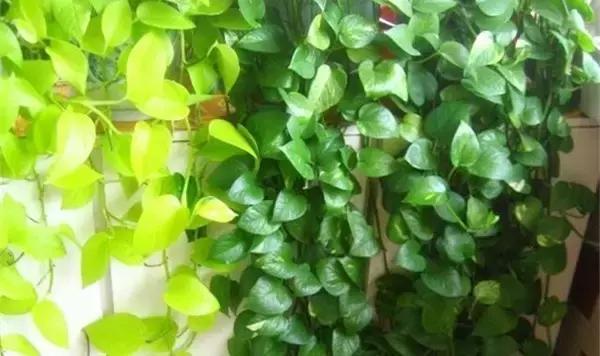 你的绿萝长的慢？教你绿萝瀑布的正确养护方法！