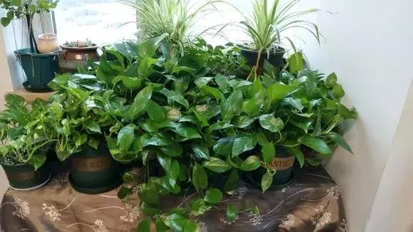 你的绿萝长的慢？教你绿萝瀑布的正确养护方法！