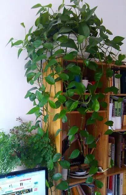 你的绿萝长的慢？教你绿萝瀑布的正确养护方法！