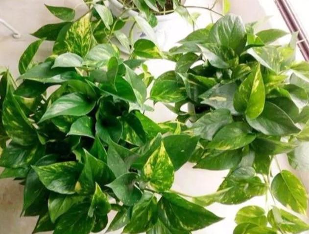 冬季室温寒冷，绿萝如何在室内养护？用个小妙招，绿萝安全不受冻