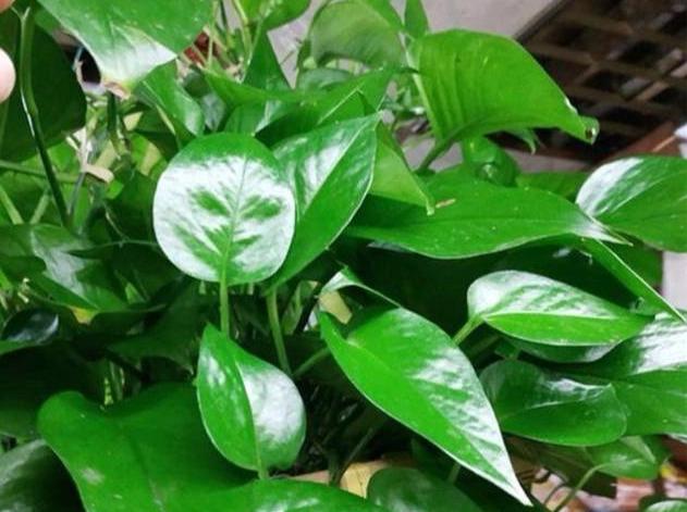 冬季室温寒冷，绿萝如何在室内养护？用个小妙招，绿萝安全不受冻