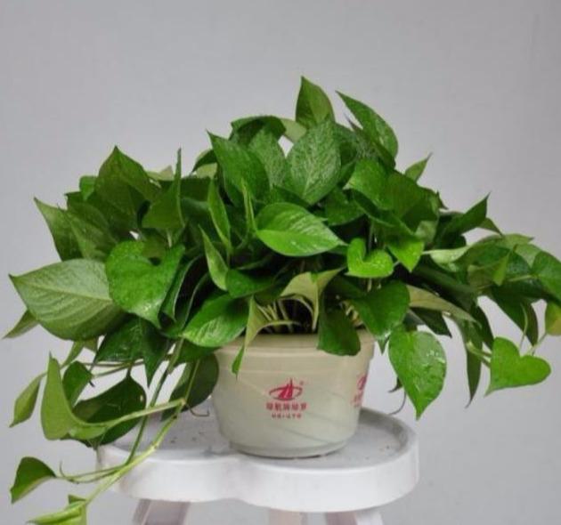 冬季室温寒冷，绿萝如何在室内养护？用个小妙招，绿萝安全不受冻