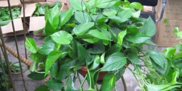 冬季室温寒冷，绿萝如何在室内养护？用个小妙招，绿萝安全不受冻