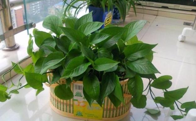 冬季室温寒冷，绿萝如何在室内养护？用个小妙招，绿萝安全不受冻