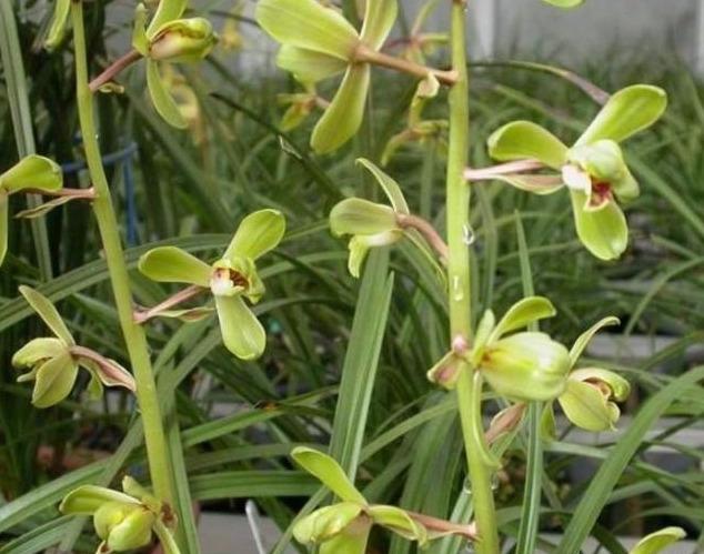 蕙兰什么时候出花苞？怎样才能开好花呢？教你养护诀窍