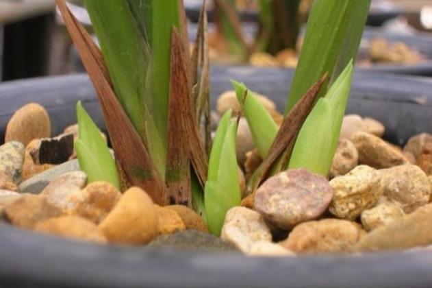 蕙兰什么时候出花苞？怎样才能开好花呢？教你养护诀窍