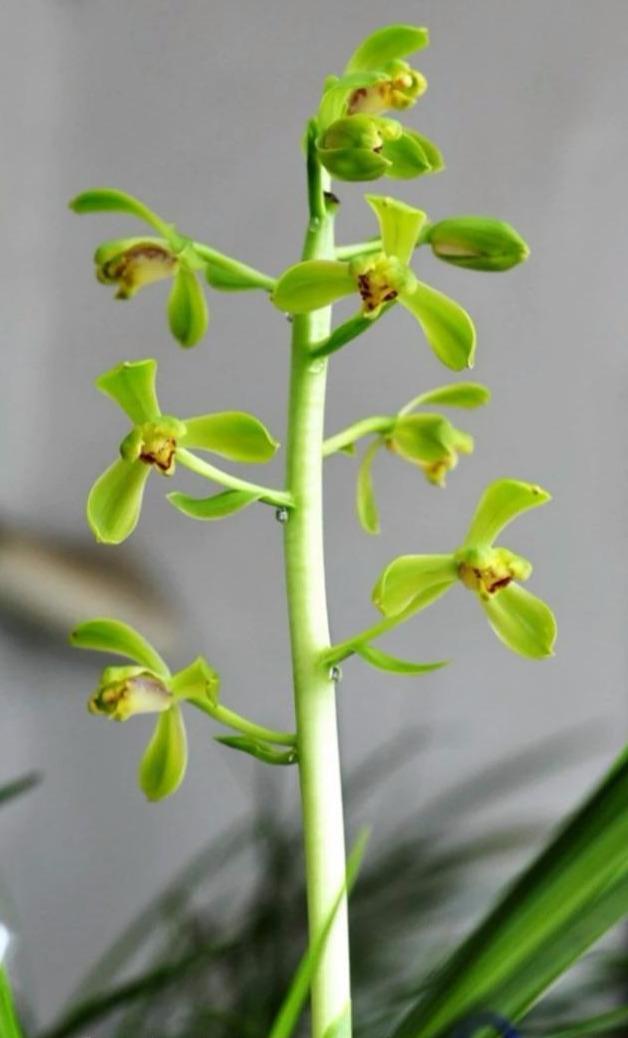 蕙兰什么时候出花苞？怎样才能开好花呢？教你养护诀窍