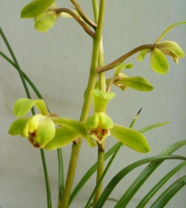 蕙兰什么时候出花苞？怎样才能开好花呢？教你养护诀窍