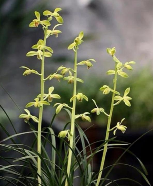 蕙兰什么时候出花苞？怎样才能开好花呢？教你养护诀窍