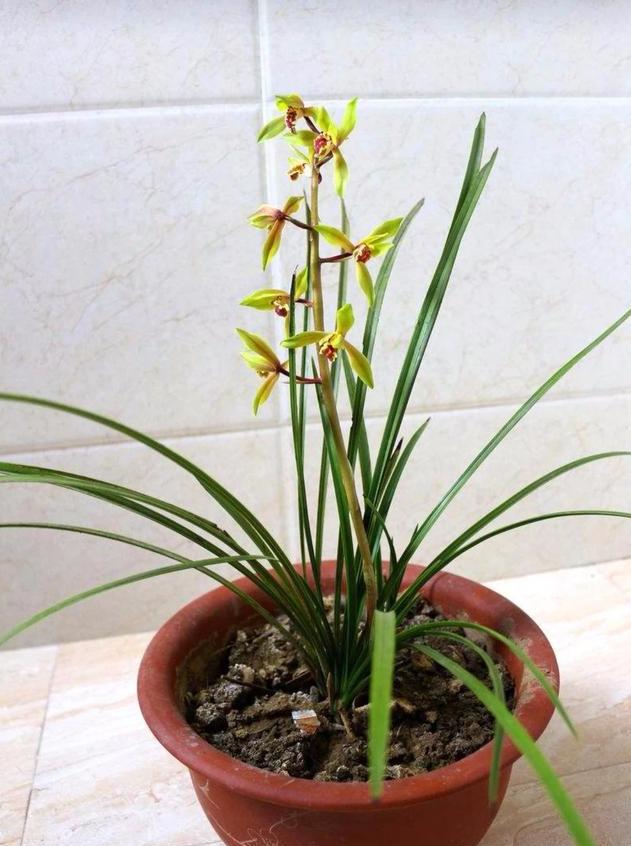 蕙兰什么时候出花苞？怎样才能开好花呢？教你养护诀窍