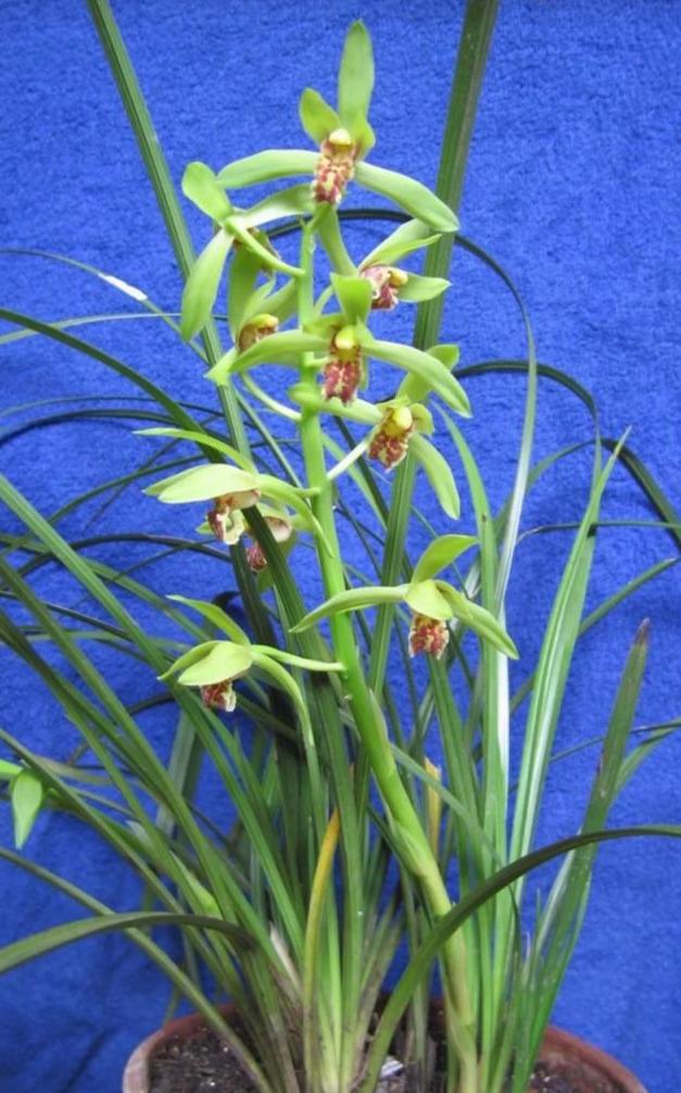 蕙兰什么时候出花苞？怎样才能开好花呢？教你养护诀窍