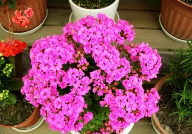 冬季养护“长寿花”，这些“动作”1个都不能少，不然到时没花赏