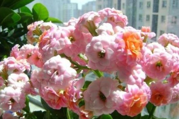 冬季养护“长寿花”，这些“动作”1个都不能少，不然到时没花赏