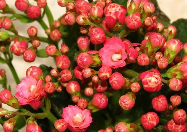 冬季养护“长寿花”，这些“动作”1个都不能少，不然到时没花赏