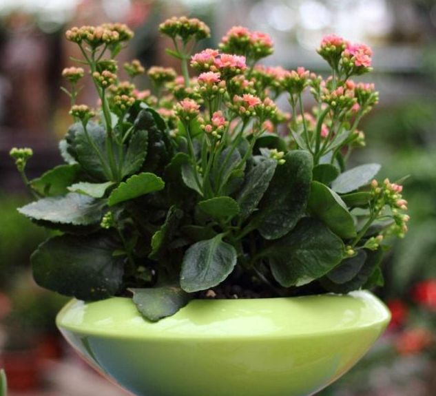 冬季养护“长寿花”，这些“动作”1个都不能少，不然到时没花赏