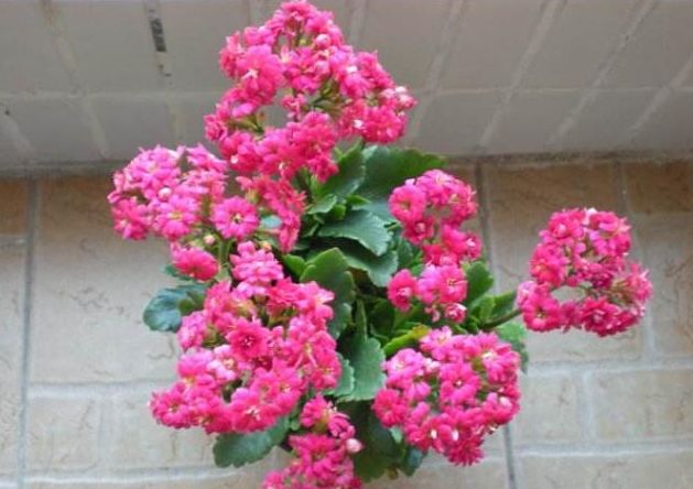 冬季养护“长寿花”，这些“动作”1个都不能少，不然到时没花赏