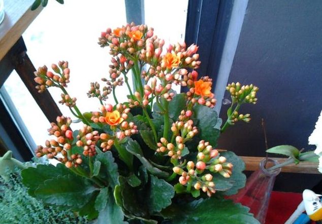 冬季养护“长寿花”，这些“动作”1个都不能少，不然到时没花赏