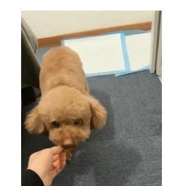 泰迪被主人用饼干“骗”出来,一看情况不对,吐掉饼干转身就走