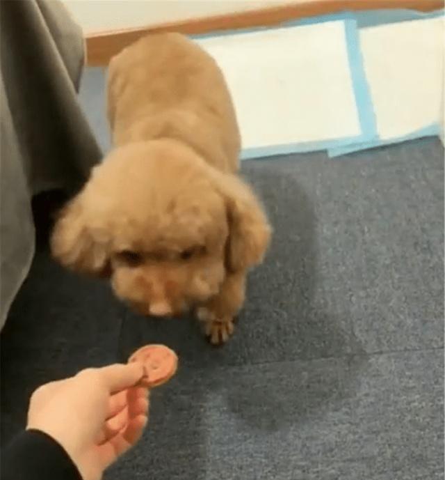 泰迪被主人用饼干“骗”出来,一看情况不对,吐掉饼干转身就走