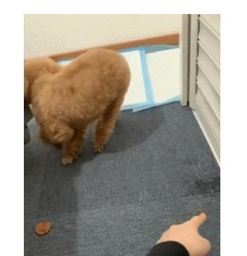 泰迪被主人用饼干“骗”出来,一看情况不对,吐掉饼干转身就走