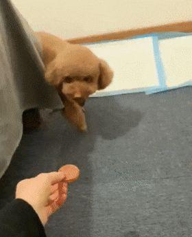 泰迪被主人用饼干“骗”出来,一看情况不对,吐掉饼干转身就走