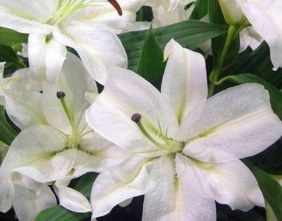 适合室内养护的盆栽,身患“懒癌”的你,养上一盆准没错!