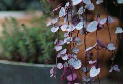 适合室内养护的盆栽,身患“懒癌”的你,养上一盆准没错!