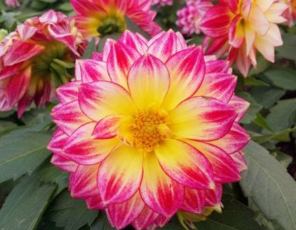 适合室内养护的盆栽,身患“懒癌”的你,养上一盆准没错!