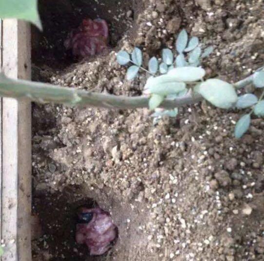 养花有妙招，用“鱼肠”做花肥，发酵对了是宝贝，错了花卉死翘翘