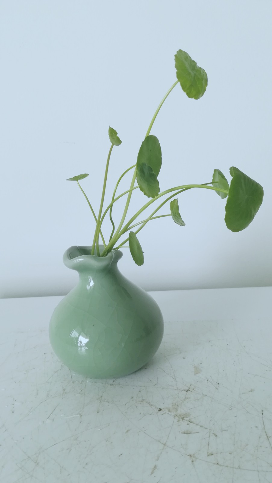 冰裂纹陶瓷器皿：简单水培铜钱草，爆盆多