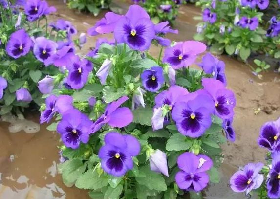 三色堇养护别发愁!只要光照给的足,四季都开花!