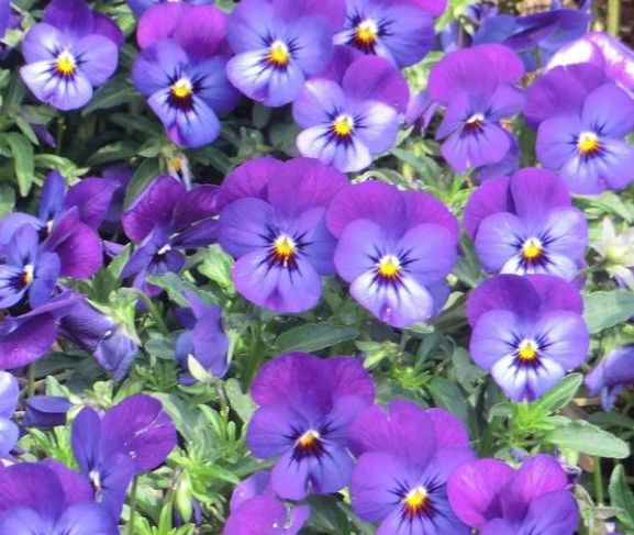 三色堇养护别发愁!只要光照给的足,四季都开花!