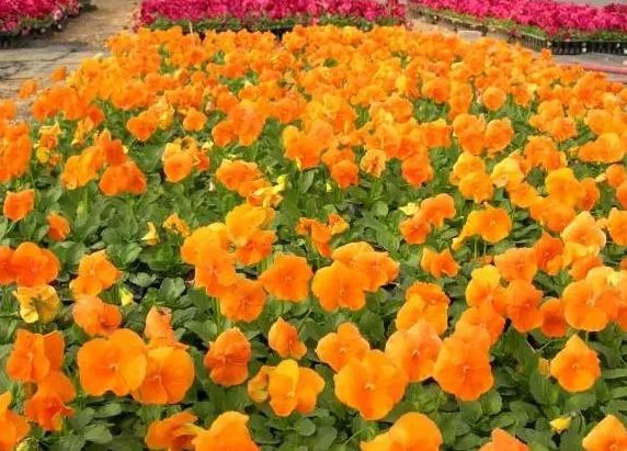 三色堇养护别发愁!只要光照给的足,四季都开花!