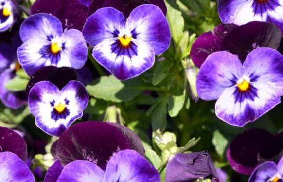 三色堇养护别发愁!只要光照给的足,四季都开花!