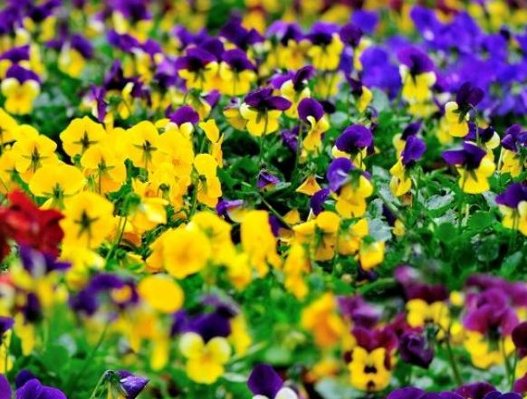 三色堇养护别发愁!只要光照给的足,四季都开花!