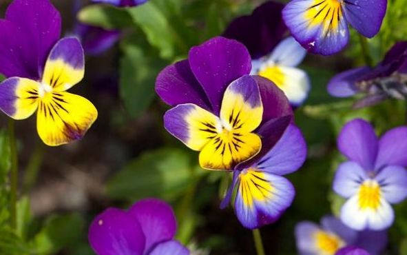 三色堇养护别发愁!只要光照给的足,四季都开花!