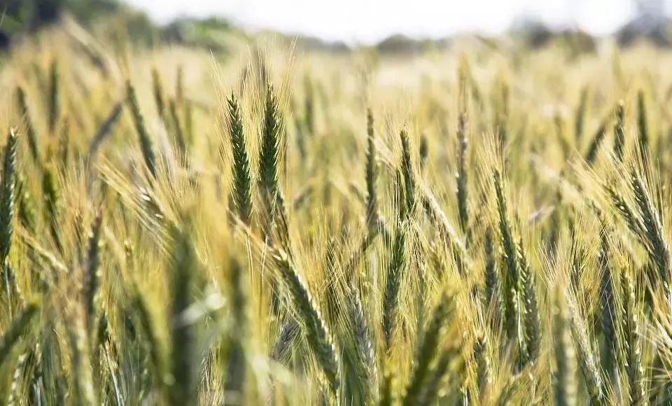 减脂必备网红代餐饼干,减重不挨饿,控糖补营养!