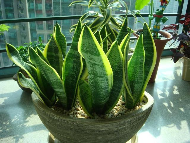 虎皮兰萎蔫没精,从这“4点”养护方法下手,直挺挺的往上蹿个