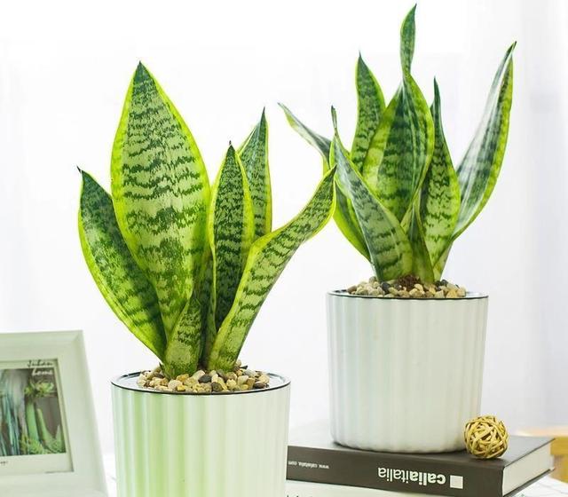 虎皮兰萎蔫没精,从这“4点”养护方法下手,直挺挺的往上蹿个