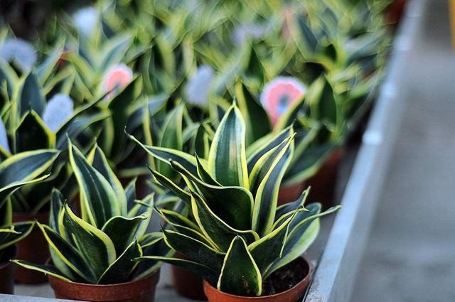 虎皮兰萎蔫没精,从这“4点”养护方法下手,直挺挺的往上蹿个